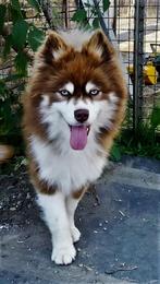 Pomsky Deckrüde, Dieren en Toebehoren, Particulier, Rabiës (hondsdolheid), Reu, Buitenland