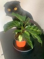 Calathea potje 7x9 cm, Huis en Inrichting, Kamerplanten, Ophalen, Overige soorten, Minder dan 100 cm