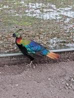 Himalaya Glansfazanten 2025, Dieren en Toebehoren, Meerdere dieren, Overige soorten