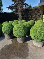 buxus vanaf, Tuin en Terras, Planten | Tuinplanten, Vaste plant, Bloeit niet, Halfschaduw, Ophalen