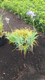 Sortering vasteplanten, Tuin en Terras, Planten | Tuinplanten, Ophalen, Zomer, Overige soorten, Volle zon