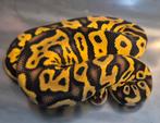 Python regius pastel leopard clown dame, Dieren en Toebehoren, Reptielen en Amfibieën, Slang