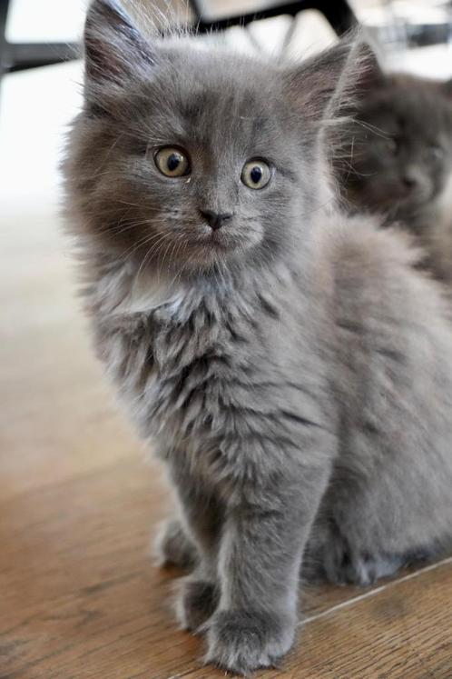 *** Laatste 2 prachtige MainCoon kittens van het nest ***, Dieren en Toebehoren, Katten en Kittens | Raskatten | Langhaar, Poes
