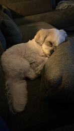 Boomer te koop, Dieren en Toebehoren, Honden | Chihuahua's en Gezelschapshonden, Rabiës (hondsdolheid), Reu, Eén hond, 3 tot 5 jaar