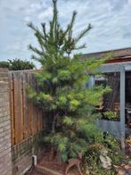 Gratis Boom, Tuin en Terras, Planten | Bomen, Ophalen, Volle zon, Overige soorten