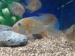 Acarichthys heckelii - Aquariumcentrum Helmond, Dieren en Toebehoren, Vissen | Aquariumvissen, Vis, Zoetwatervis