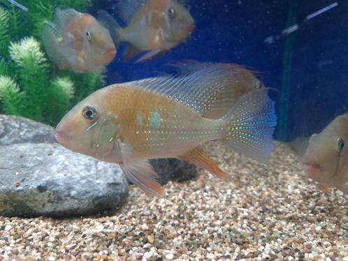 Acarichthys heckelii - Aquariumcentrum Helmond, Dieren en Toebehoren, Vissen | Aquariumvissen, Zoetwatervis, Vis