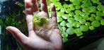 Amazon frogbit kikkerbeet drijfplantje, Dieren en Toebehoren, Vissen | Aquaria en Toebehoren, Ophalen, Zo goed als nieuw, Plant(en), Steen of Hout