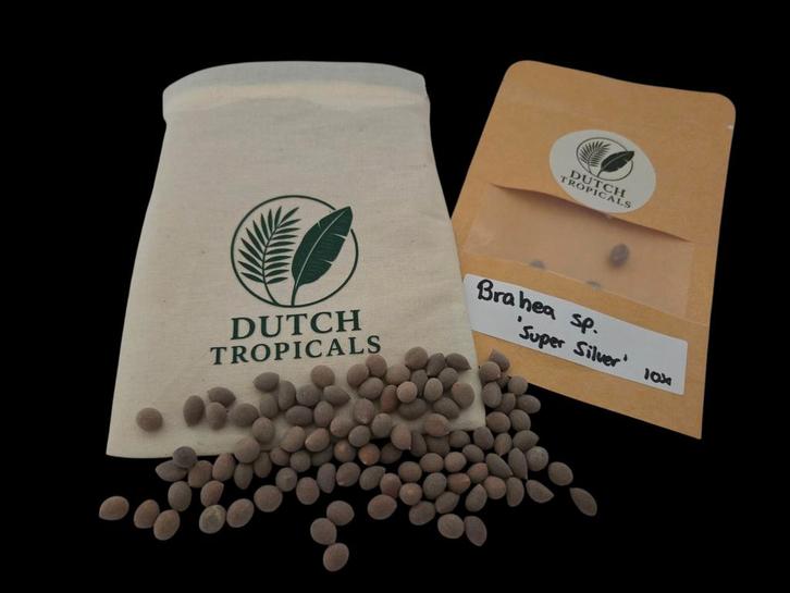 Brahea sp. 'Super Silver' Zaden - Palm, Tuin en Terras, Bloembollen en Zaden, Zaad, Gehele jaar, Volle zon, Ophalen of Verzenden