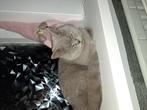 Lieve britse korthaar, Dieren en Toebehoren, Katten en Kittens | Raskatten | Korthaar, Poes, Ontwormd, 3 tot 5 jaar