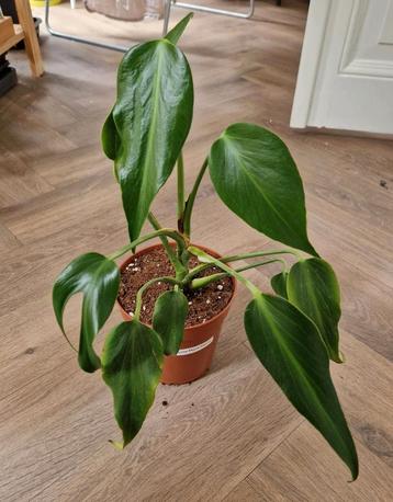 ACTIE: Monstera Burle Marx Flame  beschikbaar voor biedingen