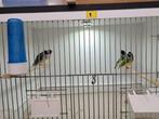 Diverse koppels Gouldamadines te koop, Dieren en Toebehoren, Vogels | Overige Vogels, Meerdere dieren, Tropenvogel, Geringd
