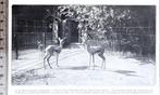 Blijdorp R'dam, Dorcas gazellen in 1912 origineel fotoknipse, Dier, Verzenden