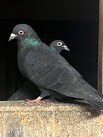 Koppels kleurpostduiven, Dieren en Toebehoren, Vogels | Duiven, Meerdere dieren, Overige soorten