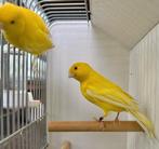 Gele kanaries, Dieren en Toebehoren, Vogels | Kanaries, Meerdere dieren, Kleurkanarie