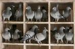 Gezocht postduiven die hun dienst niet meer hoeven doen, Dieren en Toebehoren, Vogels | Duiven, Meerdere dieren, Postduif