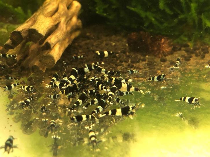 CARIDINA PANDA GARNALEN, Dieren en Toebehoren, Vissen | Aquariumvissen, Zoetwatervis, Kreeft, Krab of Garnaal, Schoolvis