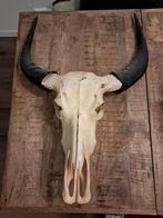 Stoere Waterbuffel Schedel Wanddecoratie, Ophalen, Gebruikt