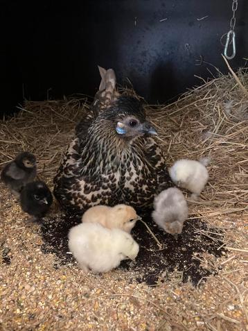Kuikens kruising krielkip te koop (12 stuks) beschikbaar voor biedingen
