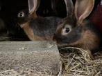 Bruine Tan konijnen jong, Dieren en Toebehoren, Konijnen, Meerdere dieren, Klein, 0 tot 2 jaar