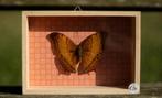 Gevlinderde schoonheid in lijst vlinder in lijst, Ophalen of Verzenden, Nieuw, Insect, Opgezet dier
