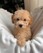 Maltipoo pups beschikbaar • Spoedig nieuw thuis gezocht!, Dieren en Toebehoren, Particulier, Rabiës (hondsdolheid), Overige rassen