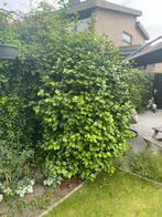 Prachtige Camellia japonica – 2,5 meter hoog, Tuin en Terras, Planten | Struiken en Hagen, Ophalen, Overige soorten