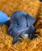 jack russel pups mogen het nest verlaten ., Jack Russell Terriër, Meerdere, Meerdere dieren, Nederland