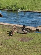Peposaca eenden, Dieren en Toebehoren, Pluimvee, Meerdere dieren, Eend