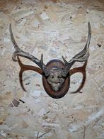 Witstaarthert trofee. Jacht landelijk mancave gewei hert, Ophalen of Verzenden, Gebruikt, Wild dier, Gewei of Kop