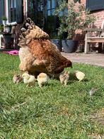 Brahma hanen beschikbaar Goud Patrijs, Dieren en Toebehoren, Pluimvee, Mannelijk, Kip