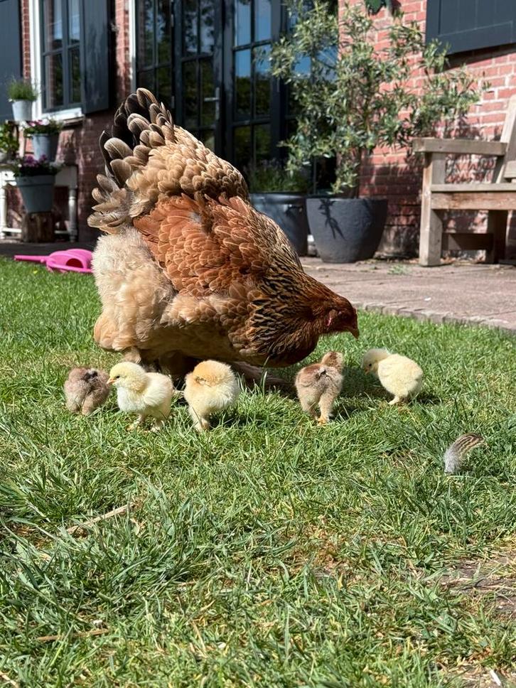 Brahma hanen beschikbaar Goud Patrijs, Dieren en Toebehoren, Pluimvee, Kip, Mannelijk