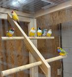 Gouldamadine’s / Goulds / Amadine, Dieren en Toebehoren, Meerdere dieren