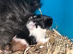 Jonge cavia's, Cavia, April, Mannelijk, Tam