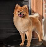 Dekreu keeshond/pomeriaan., Dieren en Toebehoren, Honden | Poolhonden, Keeshonden en Oertypen, Reu, 1 tot 2 jaar, Eén hond, Nederland