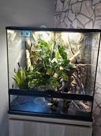 Terrarium met Peruphasma schultei, Dieren en Toebehoren, Insecten en Spinnen, Wandelende tak