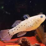 Stigmatogobius sadanundio, Dieren en Toebehoren, Vissen | Aquariumvissen