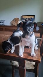 1 mooie 3 kleurige boerenfox puppy te koop, Reu, 8 tot 15 weken, Meerdere, Nederland