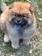Chow chow pup, 15 weken tot 1 jaar, Eén hond, Nederland, Particulier