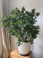 Grote Crassula Ovata (Centenplant/Jadeplant) vet bonsai 1.20, Tuin en Terras, Planten | Tuinplanten, Overige soorten, Volle zon