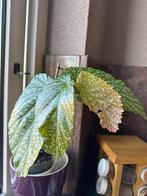Begonia 'Alamo Ole, Huis en Inrichting, Kamerplanten, Ophalen, Halfschaduw, Minder dan 100 cm, Bloeiende kamerplant