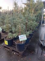 Sequoia bij Van der Spek Zevenhuizen, Tuin en Terras, Ophalen, Zomer, Volle zon, Overige soorten