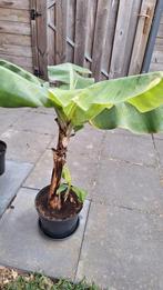 Bananen plant, Ophalen, Zomer, Overige soorten, Volle zon