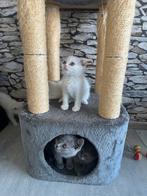 Britse Korthaar kittens, Meerdere dieren