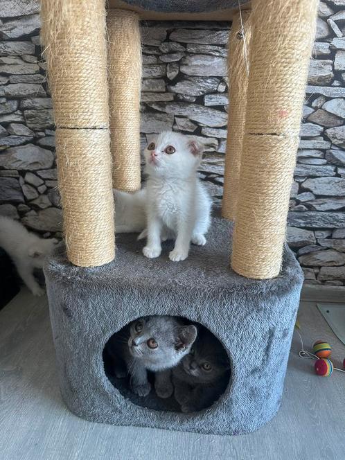 Britse Korthaar kittens, Dieren en Toebehoren, Katten en Kittens | Raskatten | Korthaar, Meerdere dieren