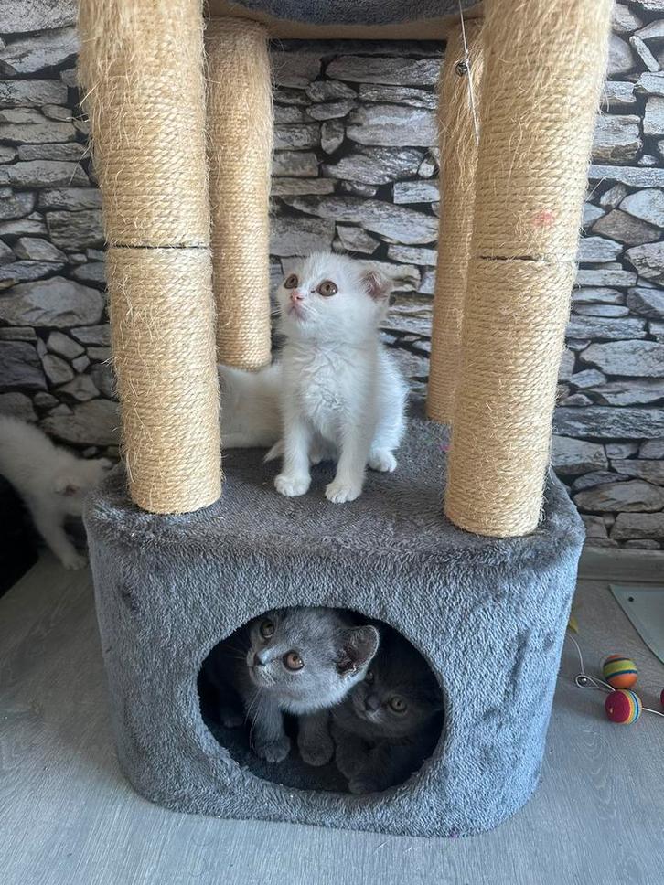 Britse Korthaar kittens, Dieren en Toebehoren, Katten en Kittens | Raskatten | Korthaar, Meerdere dieren
