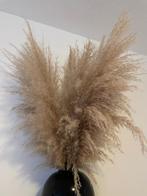 pampasgras, Ophalen, Nieuw