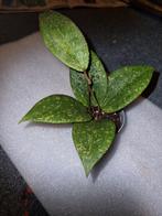 Hoya Wibergiae, Ophalen of Verzenden, Overige soorten, Minder dan 100 cm