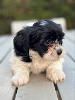 Lieve boomer puppies, CDV (hondenziekte), Overige rassen, 8 tot 15 weken, Meerdere