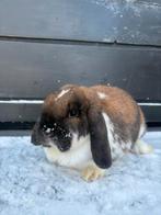 Enorm lieve Raszuivere NHD voedster te koop, Vrouwelijk, Dwerg, Hangoor, 0 tot 2 jaar